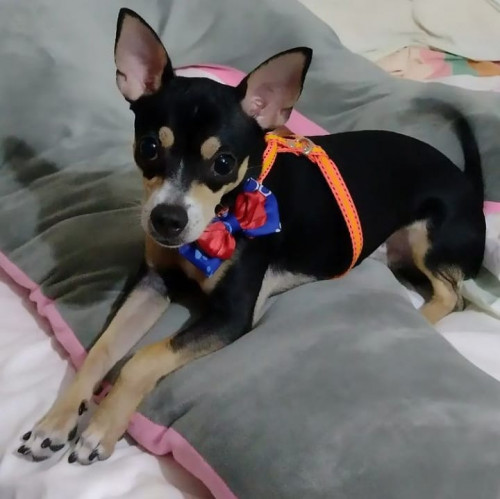Max