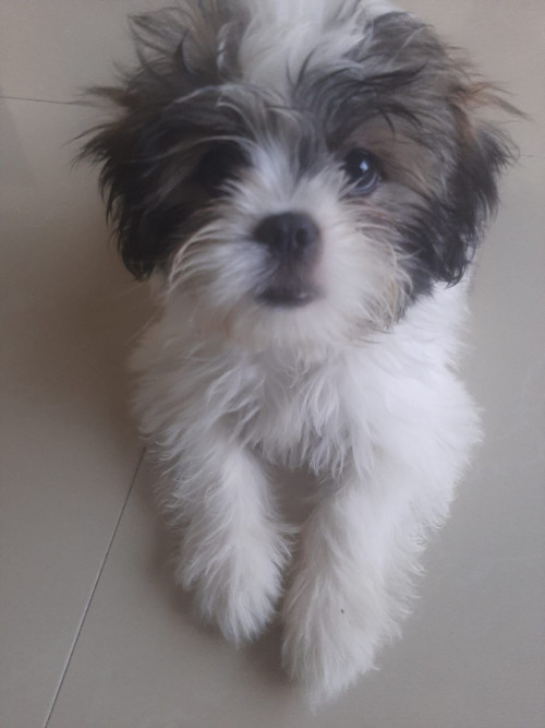 Bruno
