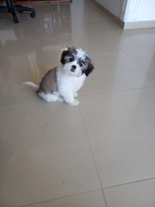 Bruno