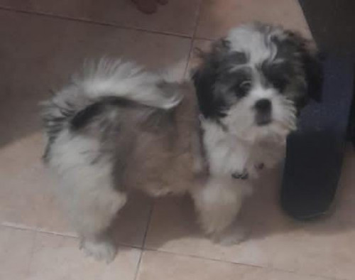 Bruno