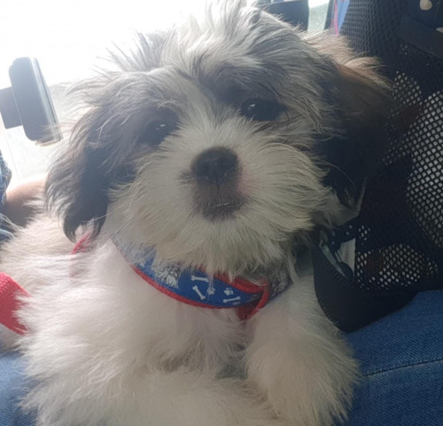 Bruno