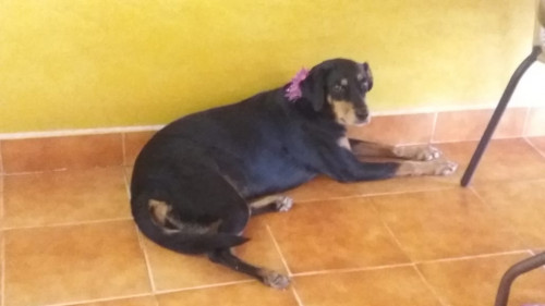 Blacky