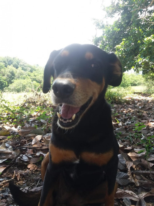 Blacky