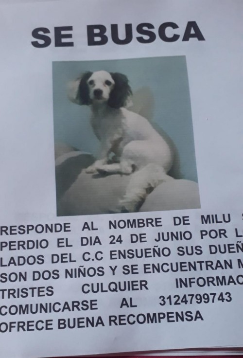 Milu 