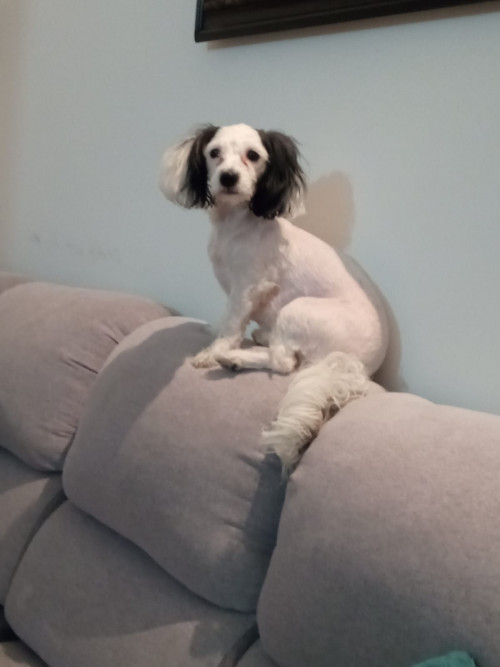 Milu 