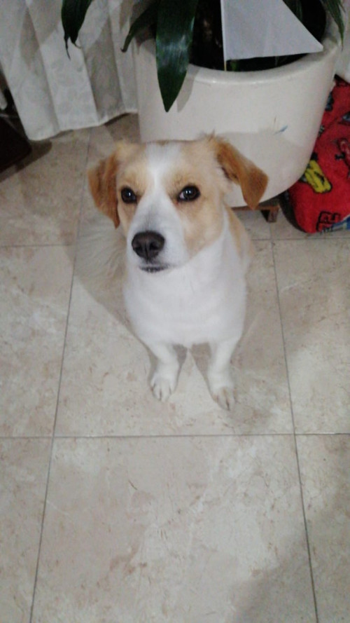 Tobi