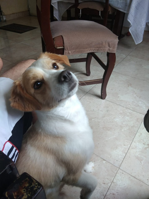 Tobi