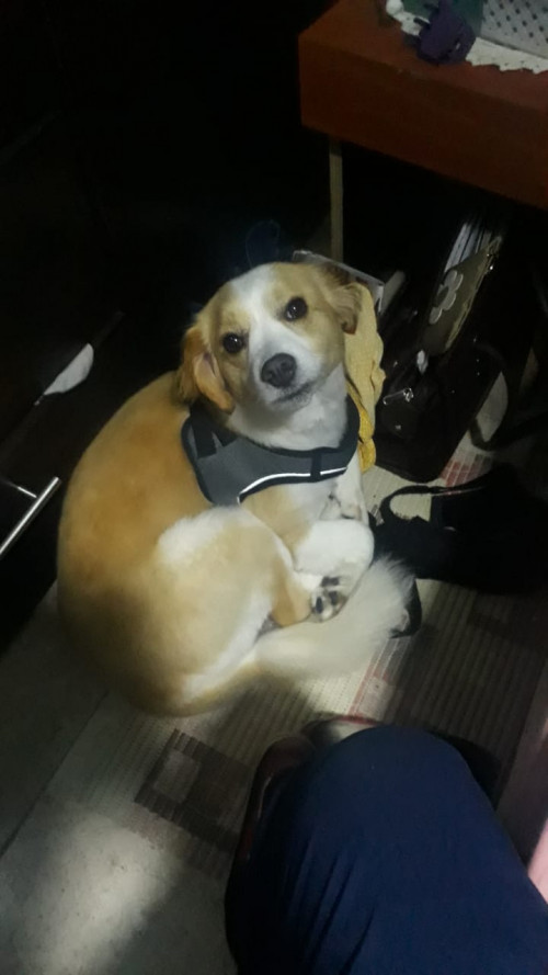 Tobi