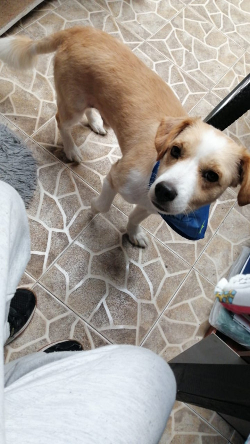 Tobi