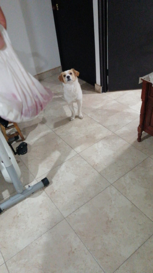 Tobi