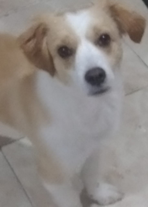 Tobi