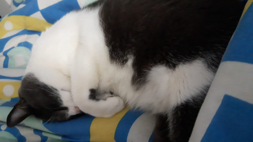 Richard Parker