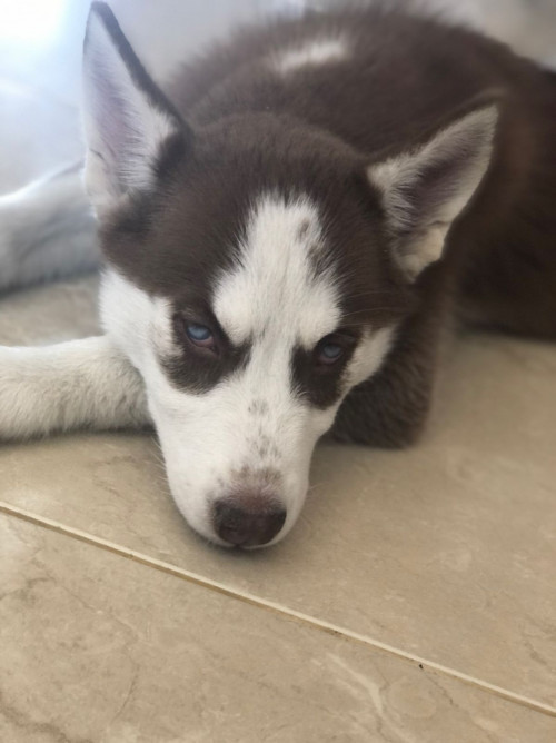 Luna