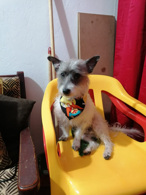 Apolo 