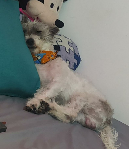 Apolo 