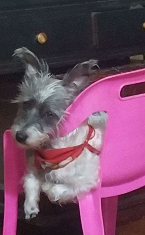 Apolo 