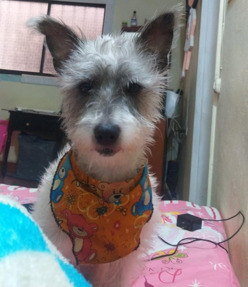 Apolo 
