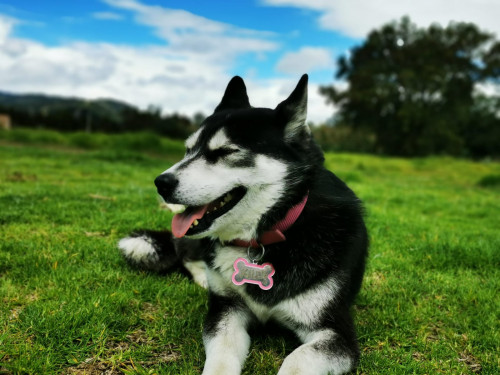 Killa
