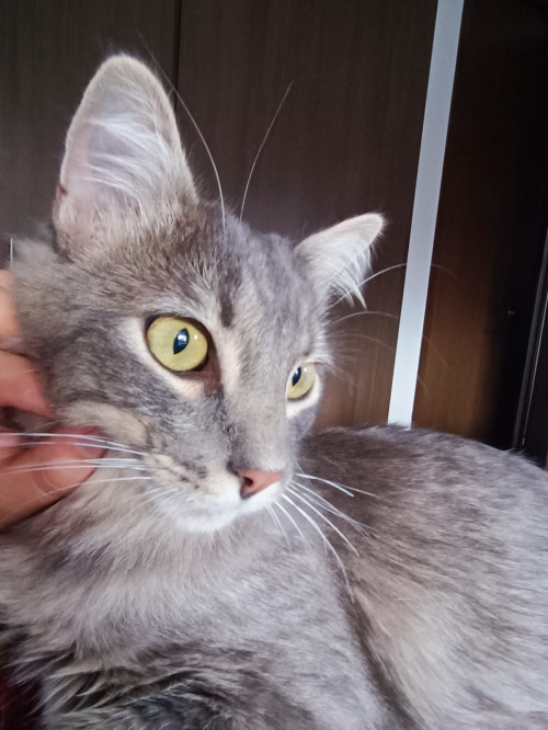 Mochi 