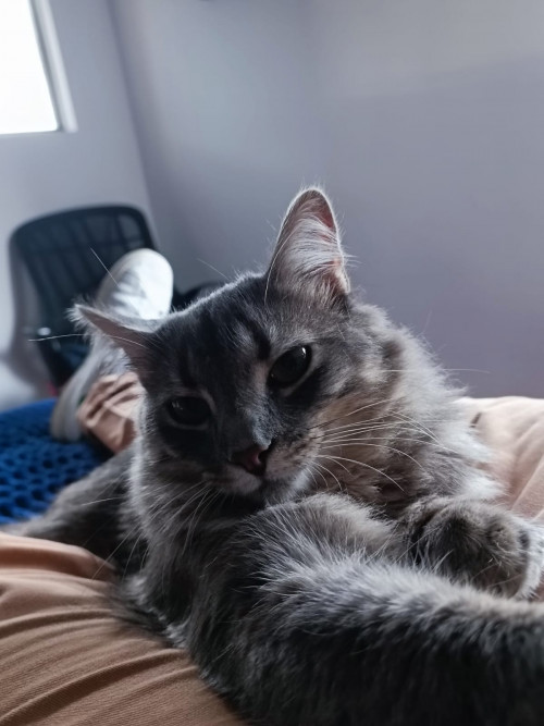 Mochi 