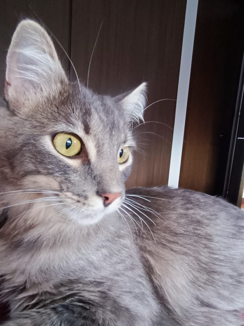 Mochi 