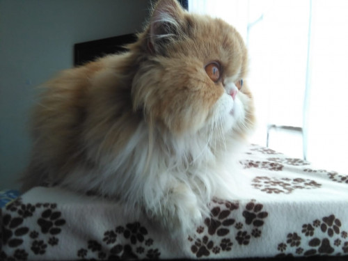 Fiona