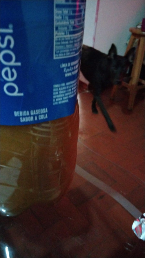 Peluchín