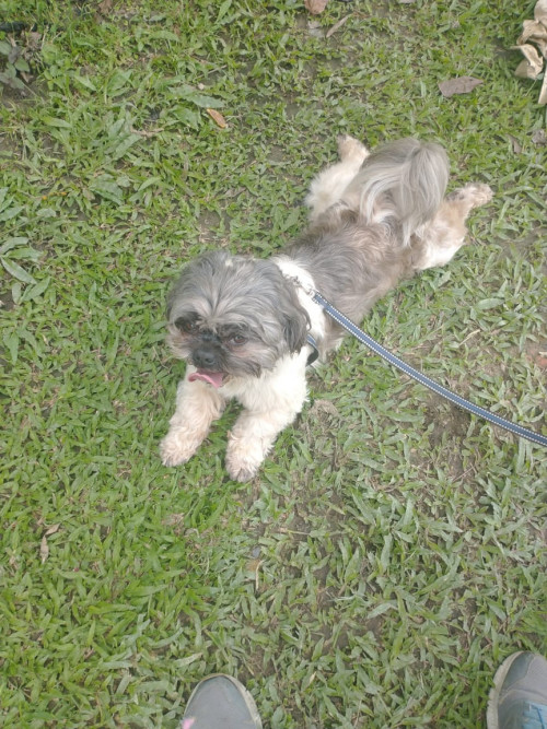 Peluchín