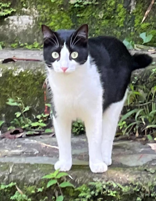 Benyi