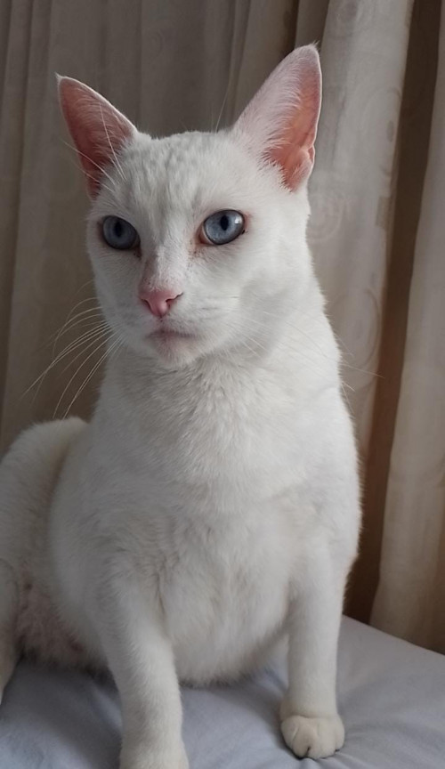 Hansel