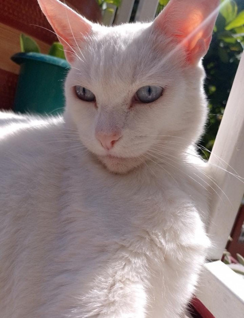 Hansel