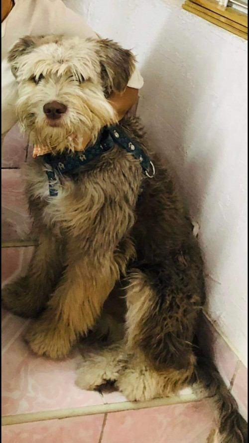 Bruno