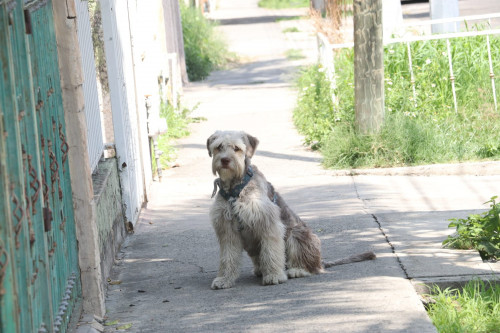Bruno