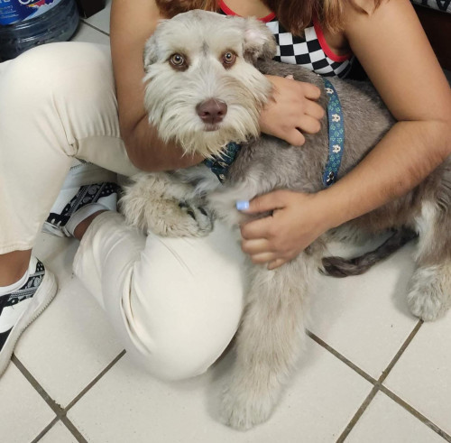 Bruno