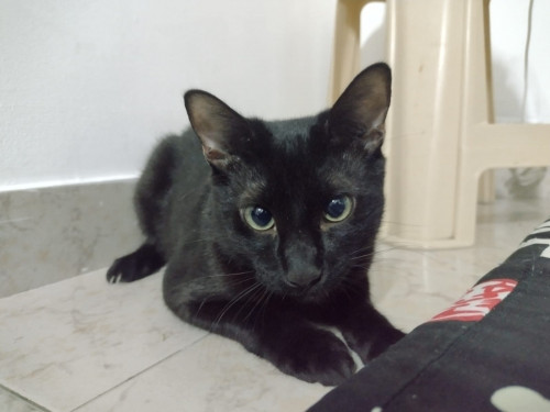 Orión