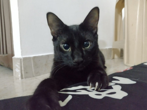 Orión