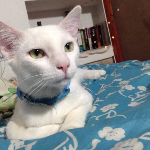 Jack