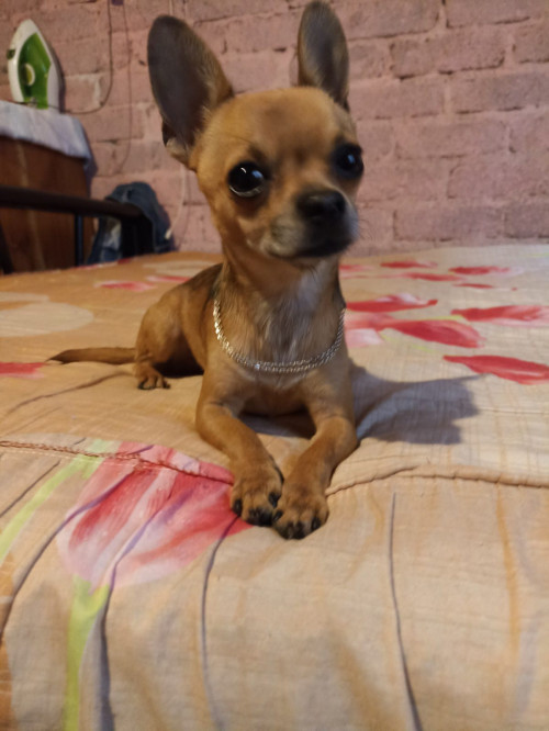 Piti