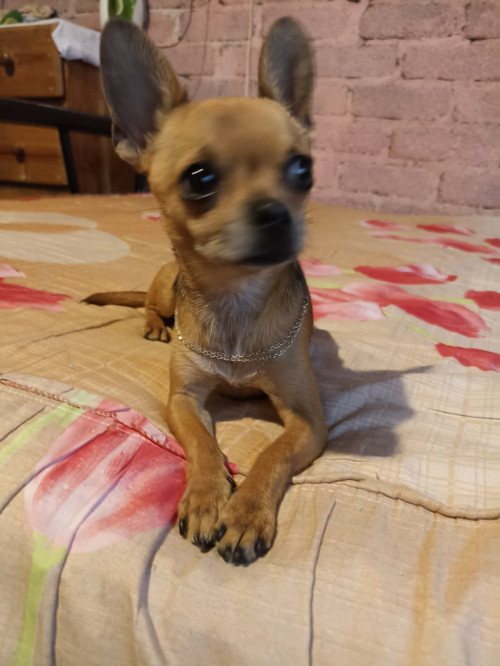 Piti