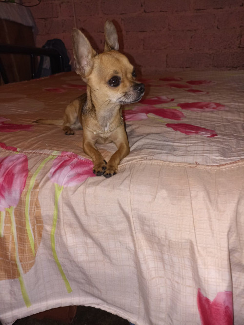 Piti