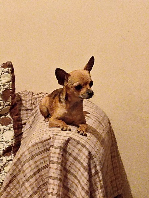 Piti