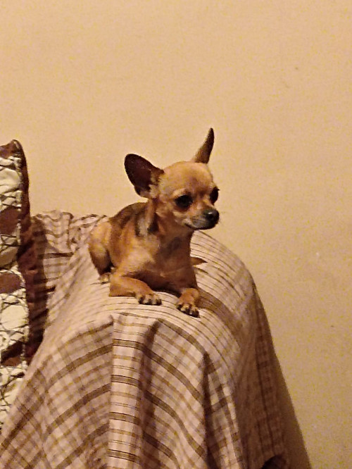 Piti