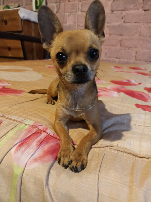 Piti