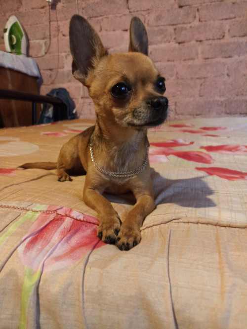 Piti