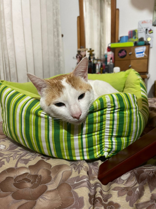 Copper