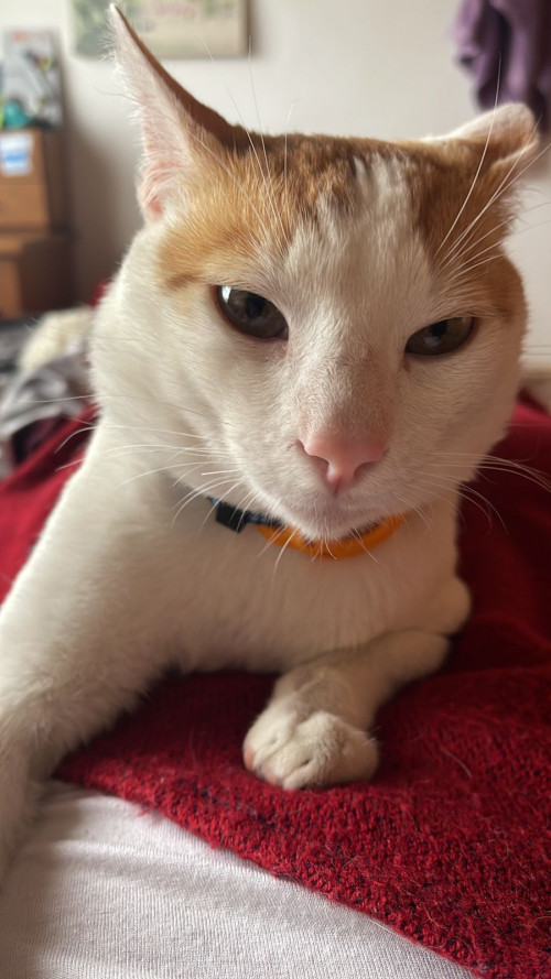 Copper