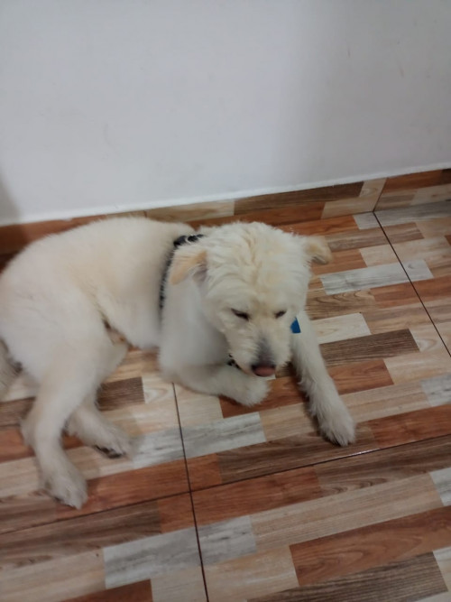 Jeyko