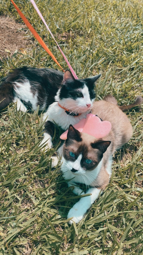 Oreo Y ágata