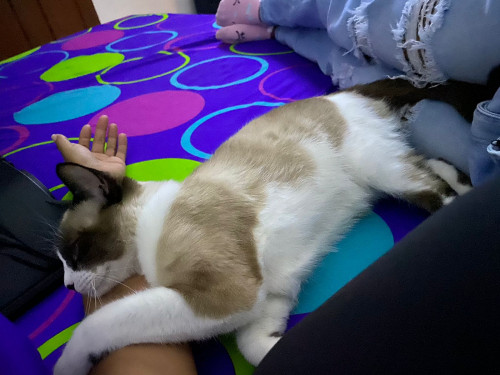 Oreo Y ágata
