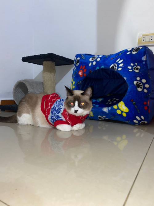 Oreo Y ágata